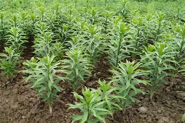 百合如何过冬,北方要及时搬到室内养护