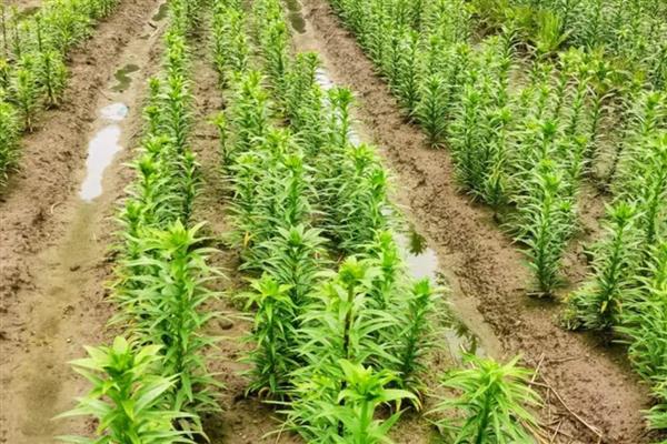 百合如何过冬,北方要及时搬到室内养护