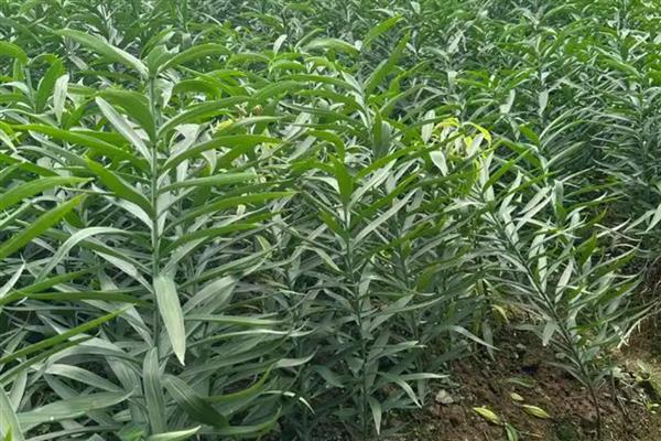 百合如何过冬,北方要及时搬到室内养护