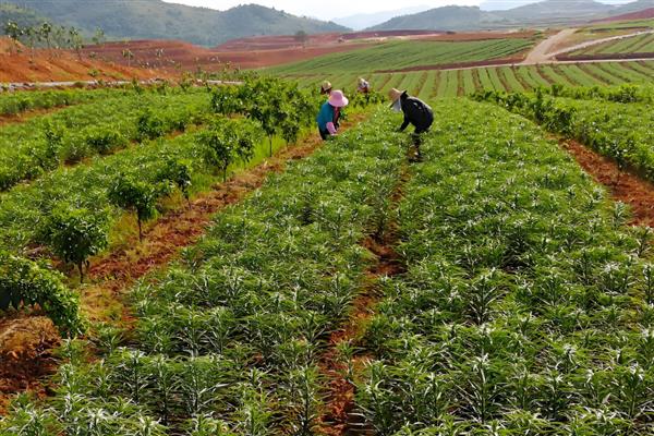 百合如何过冬,北方要及时搬到室内养护