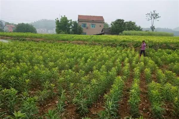 百合如何过冬,北方要及时搬到室内养护