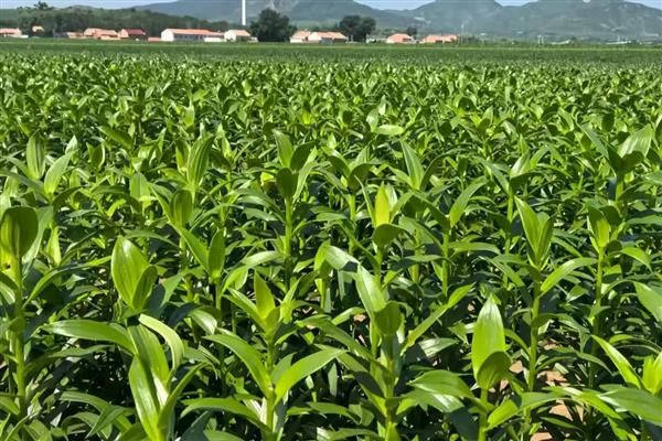 百合如何过冬,北方要及时搬到室内养护