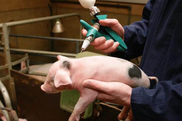 仔猪生后多少天补铁补硒,在出生2-3天后需要补铁