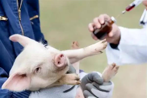 仔猪生后多少天补铁补硒,在出生2-3天后需要补铁