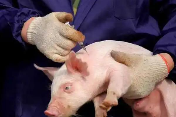 仔猪生后多少天补铁补硒,在出生2-3天后需要补铁