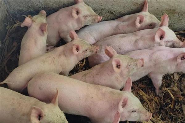 仔猪生后多少天补铁补硒,在出生2-3天后需要补铁