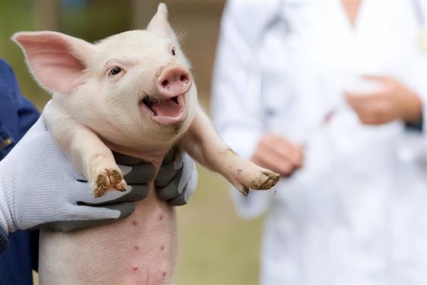 仔猪生后多少天补铁补硒,在出生2-3天后需要补铁