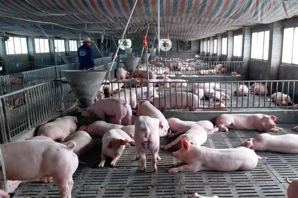 仔猪生后多少天补铁补硒,在出生2-3天后需要补铁