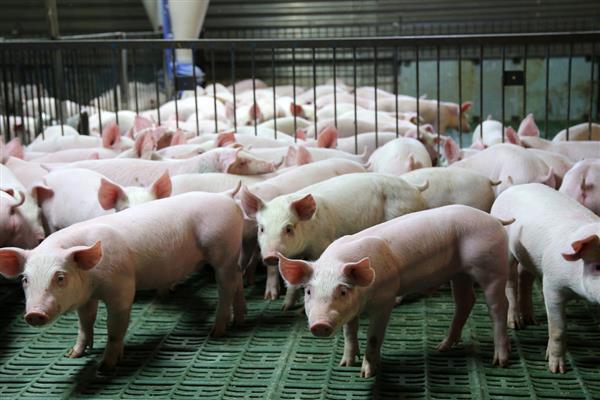 仔猪生后多少天补铁补硒,在出生2-3天后需要补铁