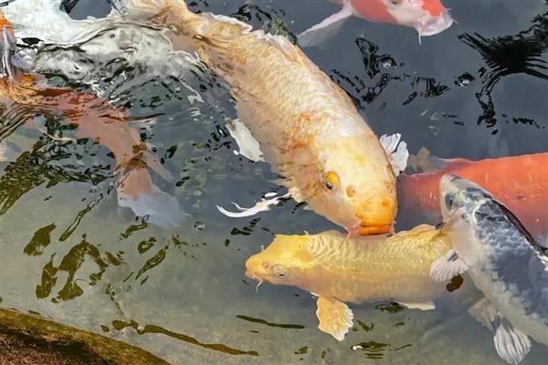 什么鱼好看又好养，推荐金鱼、鲤鱼、孔雀鱼等