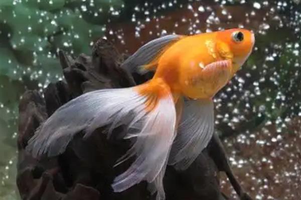 什么鱼好看又好养，推荐金鱼、鲤鱼、孔雀鱼等