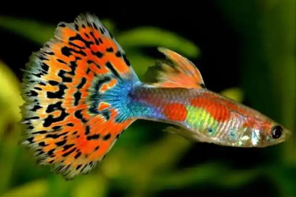 什么鱼好看又好养，推荐金鱼、鲤鱼、孔雀鱼等