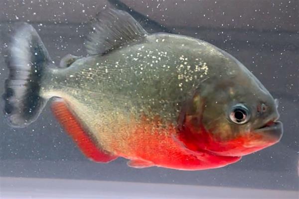 什么鱼好看又好养，推荐金鱼、鲤鱼、孔雀鱼等