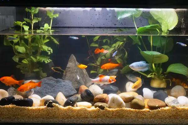 什么鱼好看又好养，推荐金鱼、鲤鱼、孔雀鱼等