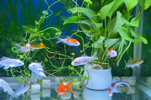 什么鱼好看又好养，推荐金鱼、鲤鱼、孔雀鱼等