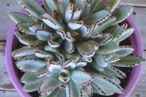 月兔耳的扦插方式,扦插前需进行砍头处理