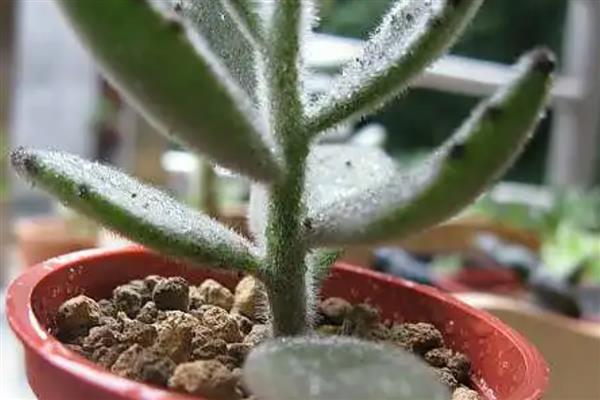 月兔耳的扦插方式,扦插前需进行砍头处理