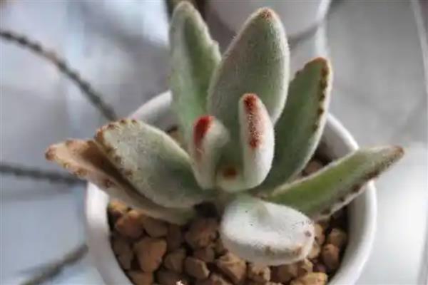 月兔耳的扦插方式,扦插前需进行砍头处理