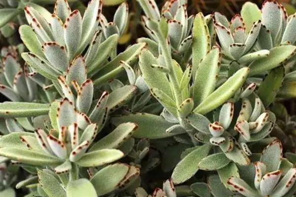 月兔耳的扦插方式,扦插前需进行砍头处理