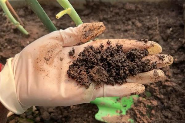 月兔耳的扦插方式,扦插前需进行砍头处理