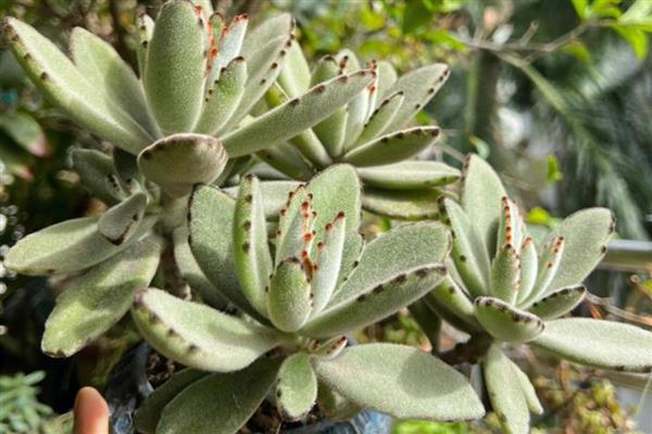 月兔耳的扦插方式,扦插前需进行砍头处理