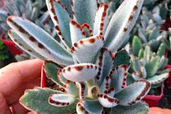 月兔耳的扦插方式,扦插前需进行砍头处理