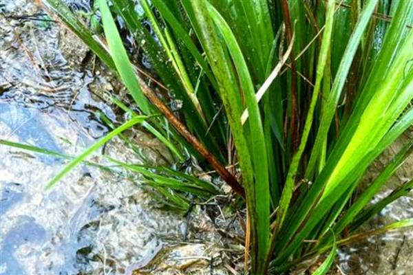 菖蒲怕不怕冷，菖蒲怕冷