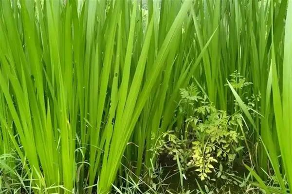 菖蒲怕不怕冷，菖蒲怕冷