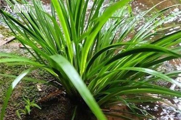 菖蒲怕不怕冷，菖蒲怕冷