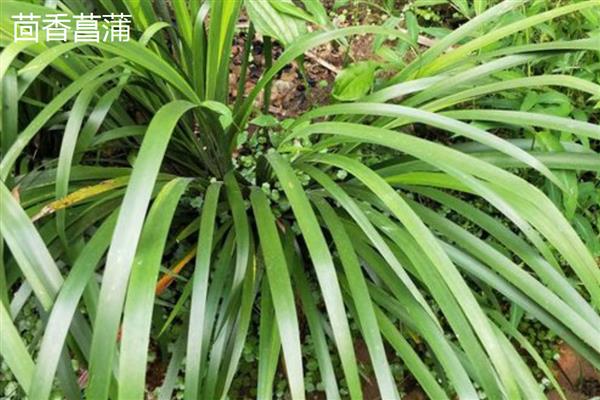 菖蒲怕不怕冷，菖蒲怕冷