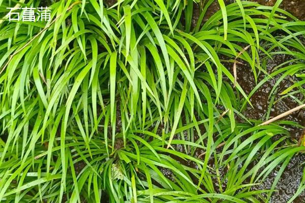 菖蒲怕不怕冷，菖蒲怕冷