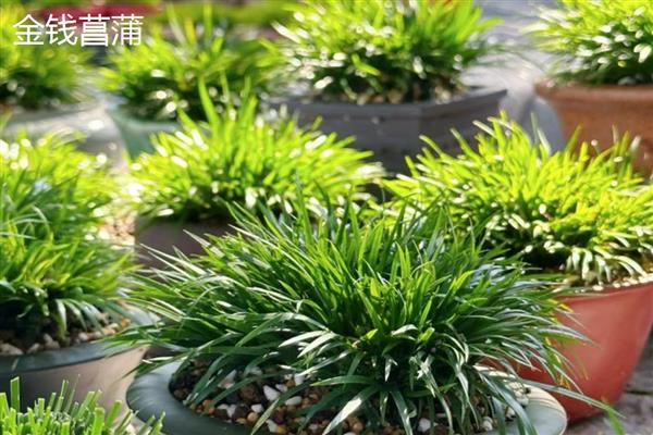 菖蒲怕不怕冷，菖蒲怕冷