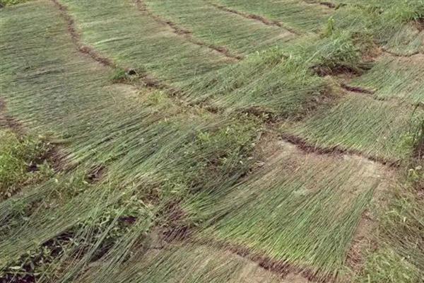 湖南祁东的特产,常见的有祁东酥脆枣、祁东草席等