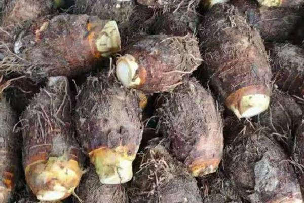 湖南祁东的特产,常见的有祁东酥脆枣、祁东草席等