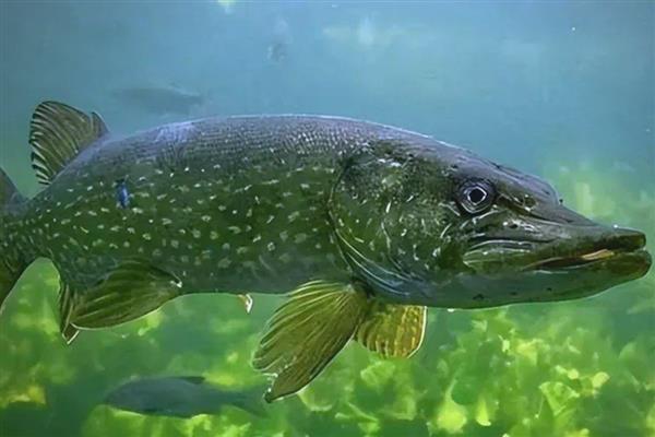 狗鱼的价格,一斤需要18-80元左右