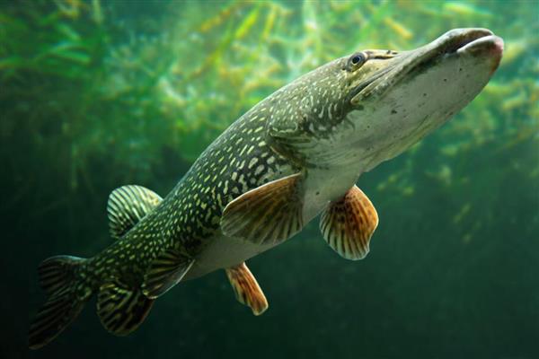 狗鱼的价格,一斤需要18-80元左右