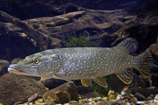 狗鱼的价格,一斤需要18-80元左右