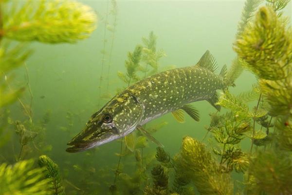 狗鱼的价格,一斤需要18-80元左右