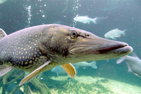 狗鱼的价格,一斤需要18-80元左右