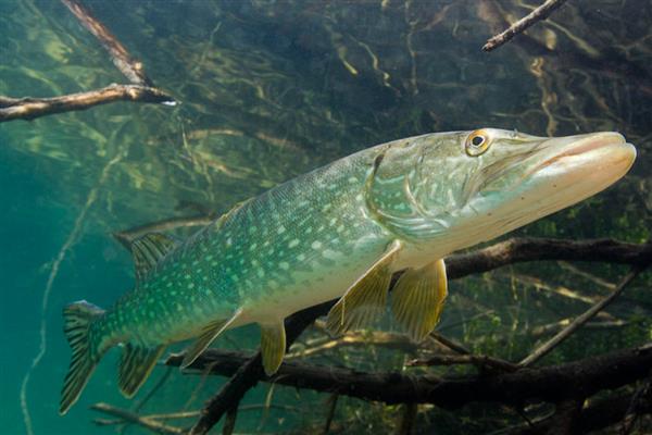 狗鱼的价格,一斤需要18-80元左右