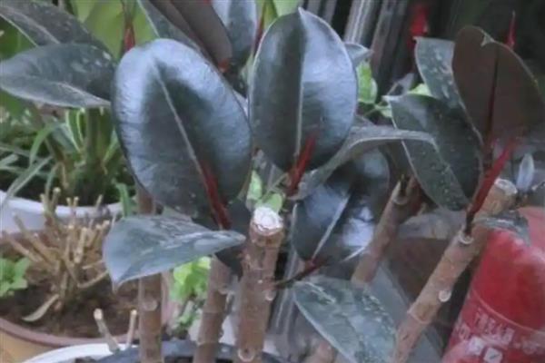 怎么修剪橡皮树，最佳修剪时间在4-5月