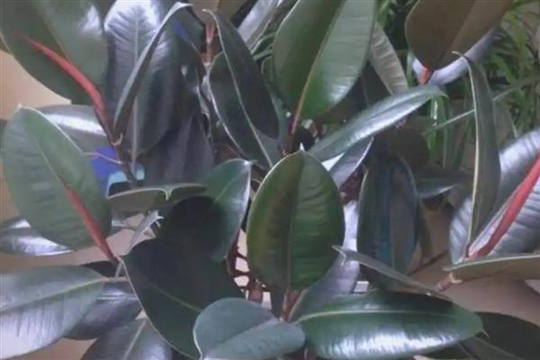 怎么修剪橡皮树，最佳修剪时间在4-5月