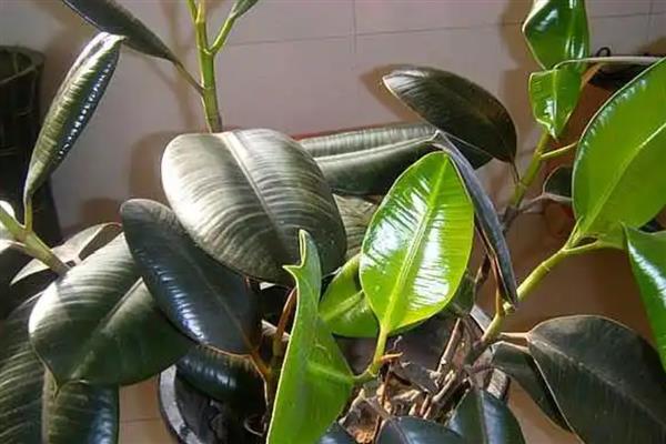 怎么修剪橡皮树，最佳修剪时间在4-5月