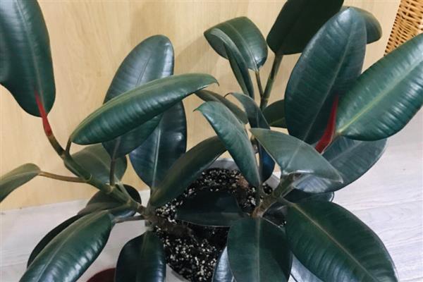 怎么修剪橡皮树，最佳修剪时间在4-5月