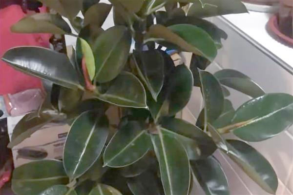 怎么修剪橡皮树，最佳修剪时间在4-5月