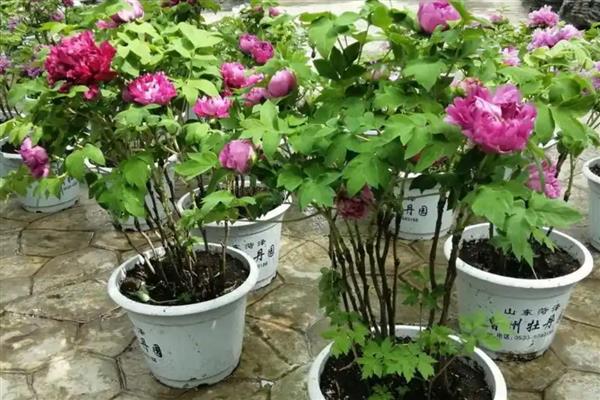 种牡丹为什么必须种芍药,两种花卉开放时会互传花粉