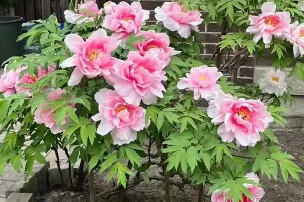 种牡丹为什么必须种芍药,两种花卉开放时会互传花粉