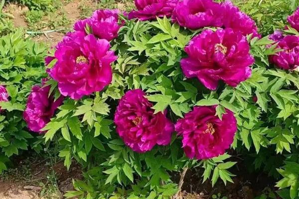 种牡丹为什么必须种芍药,两种花卉开放时会互传花粉