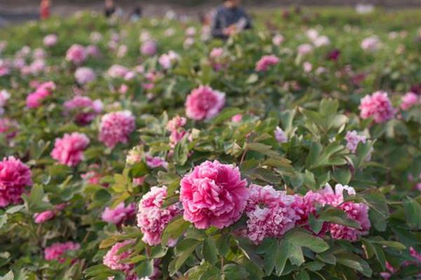 种牡丹为什么必须种芍药,两种花卉开放时会互传花粉