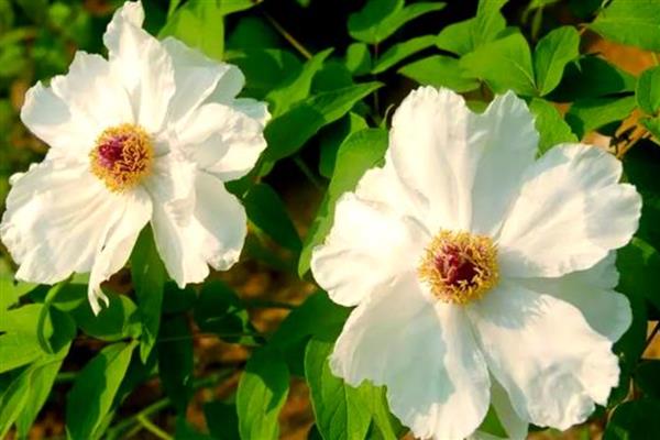 种牡丹为什么必须种芍药,两种花卉开放时会互传花粉